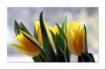 Райхан Башанаева