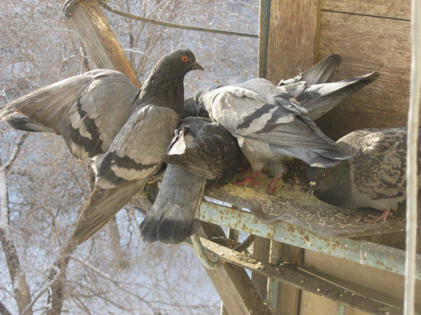 Елена Пономарева