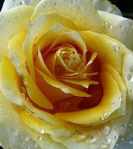 Карлыгаш Шолпанкулова