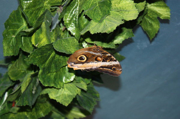 Ирина Лапчик