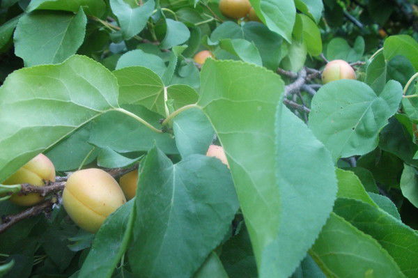 Хурматулла Абдуллаев