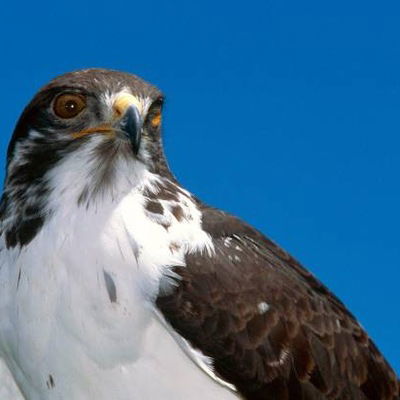 Николай Гацко