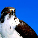 Николай Гацко