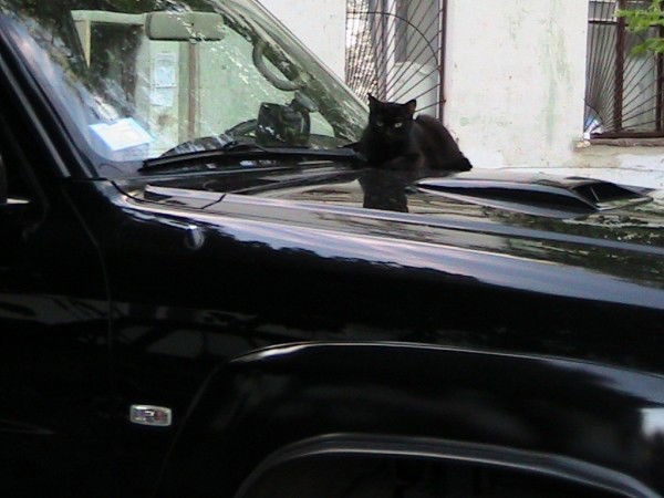 Елена Морозова