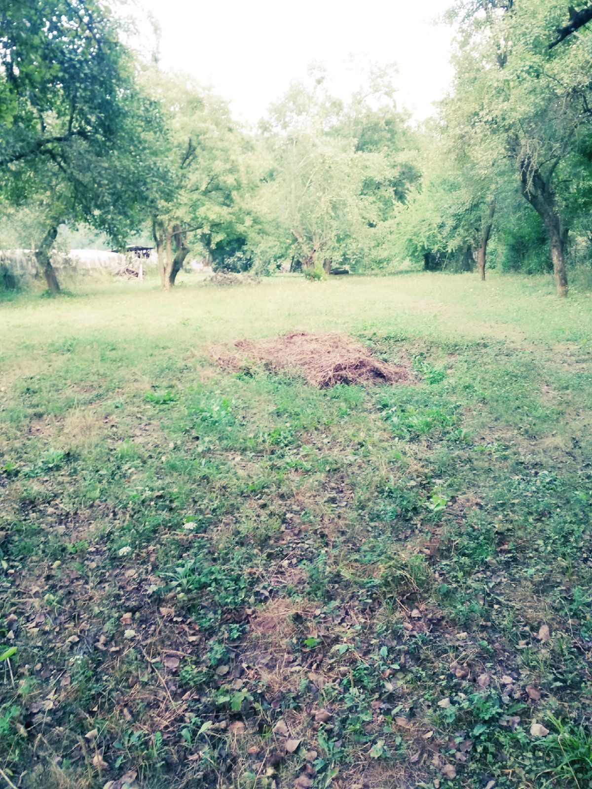 Зелла Зуева