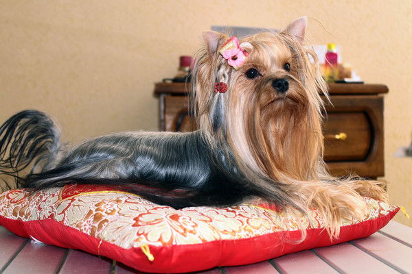 Алла Левина