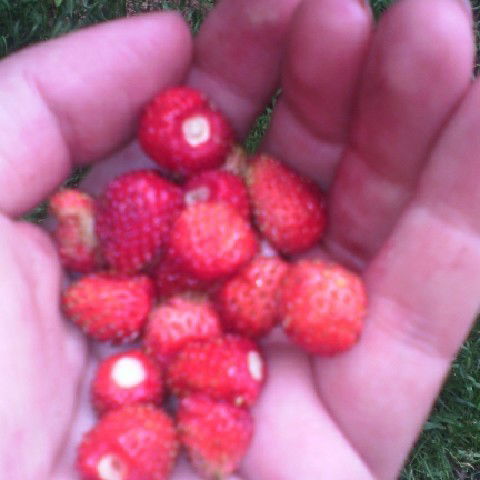 Диана Михайловна Дементьева