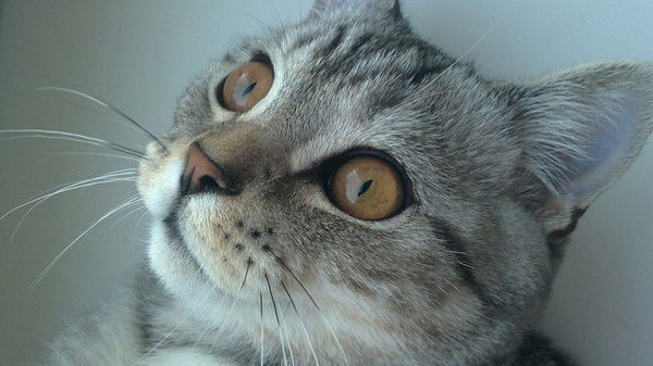 Анна Ахмонен