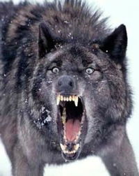 Антон Астахов