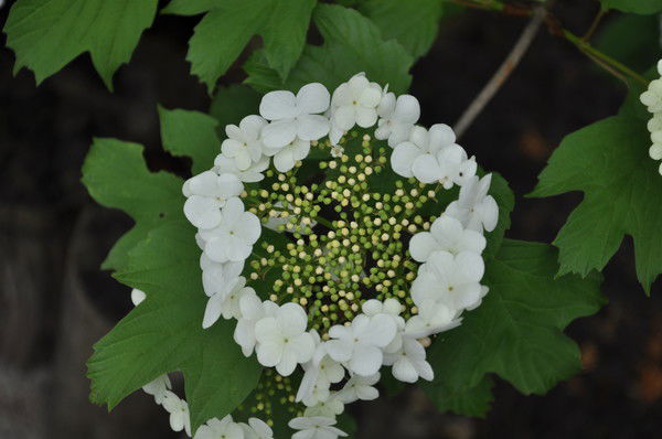 Наташа Хруль