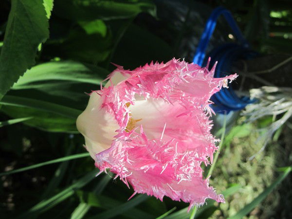 Аллочка Бакеева