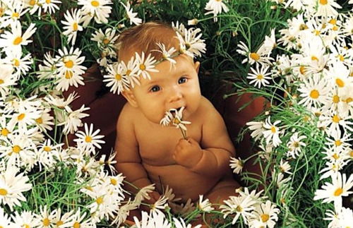 Кушугумський Кднз Ромашка