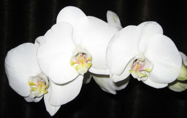 Наталья Прийменко