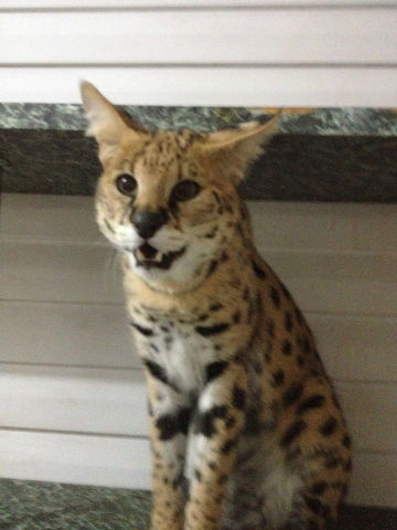 Мария Маржаковская