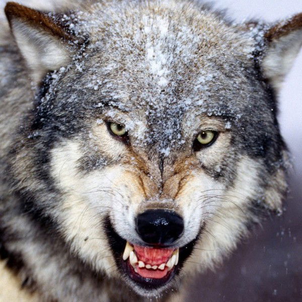 Виктор Чистяков