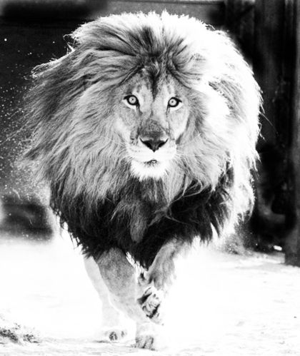 Марина Олейник