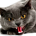 Олег Большаков