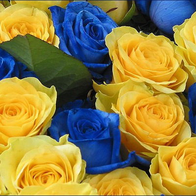 Ганна Строєва