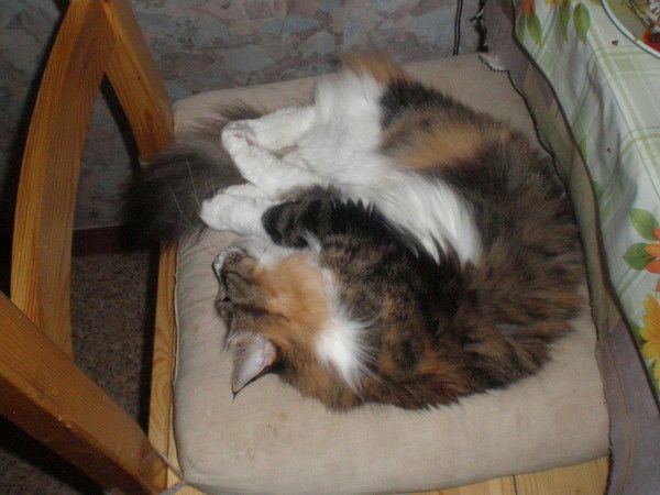 Наталья Артеева