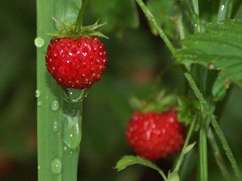 Светлана Берт