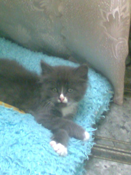 Ольга Кривенко