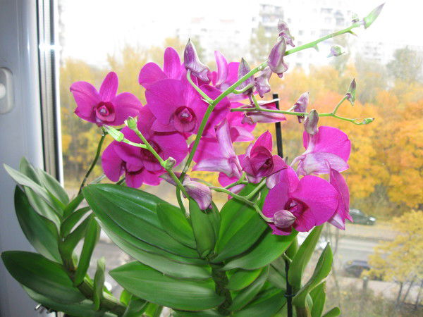 Гелена Веселова