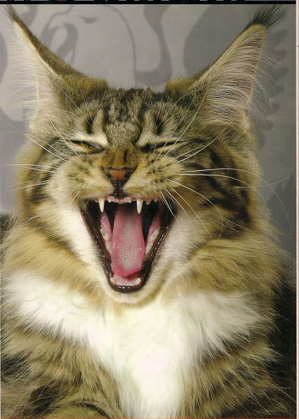 Адександра Кубышева