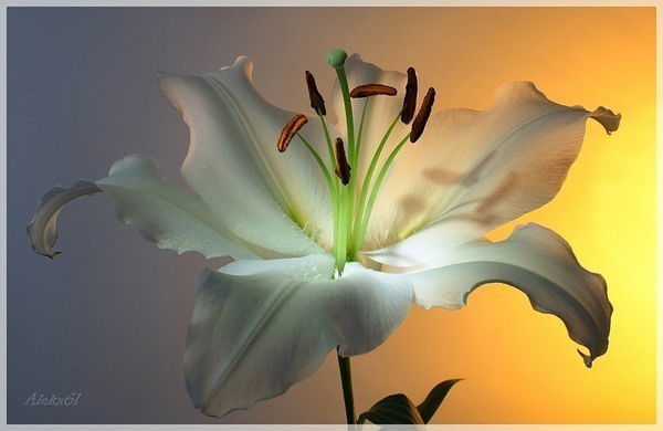 Иванна Веремеенко