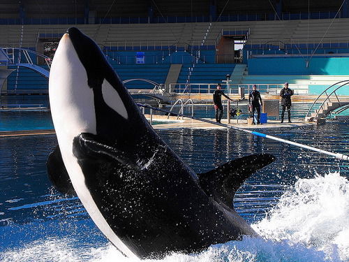 Денис Колесниченко