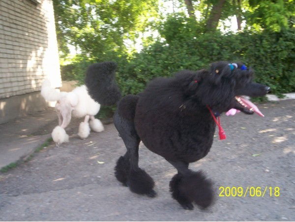 Алексей Рыжанков