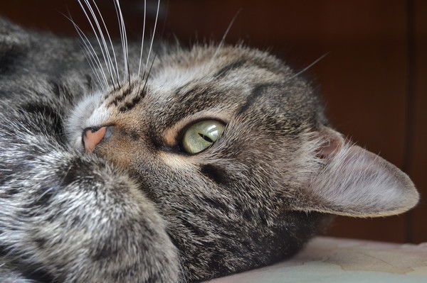 Татьяна Трегубова