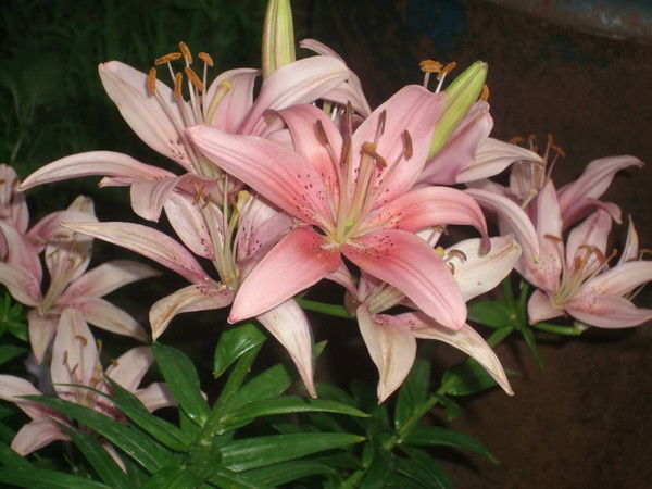 Альфия Хузина