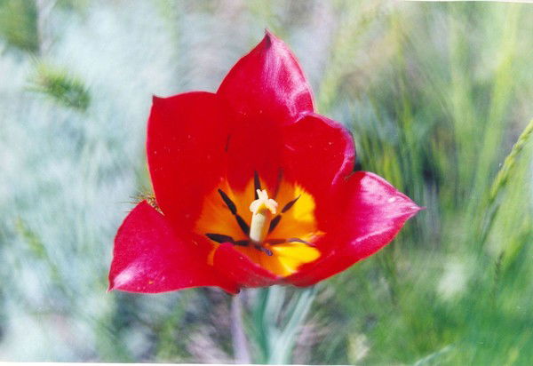 Бухгалтерия Бу Рк Калмгосфилармония