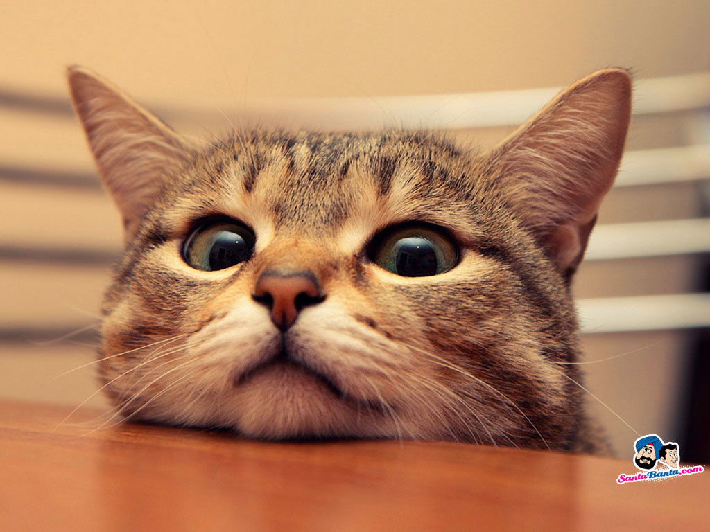 Аня Смольянинова