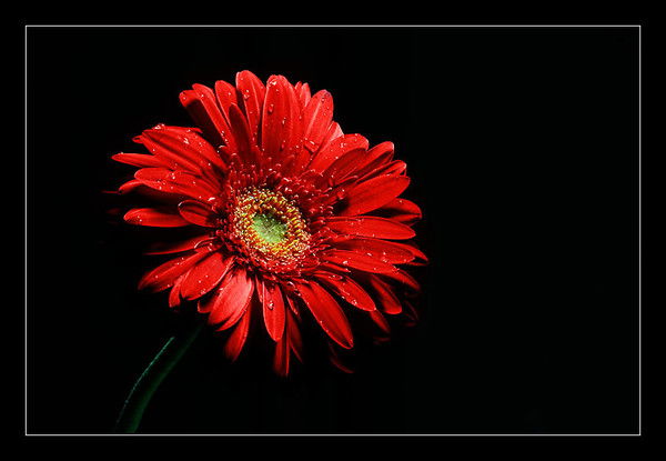 Ирина Саханкова