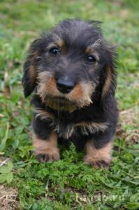 Андрей Федориди