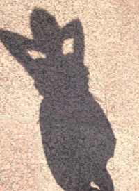 Настя Ільчишин