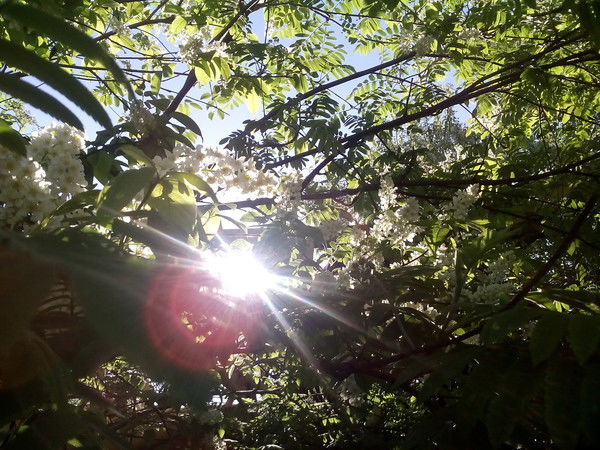 Август Кондыба