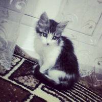 Ирина Яковлева