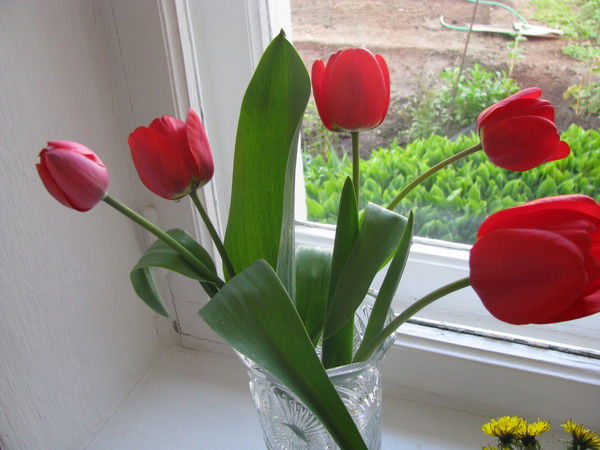 Татьяна Чапрасова