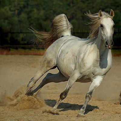 Юлия Шанаурина