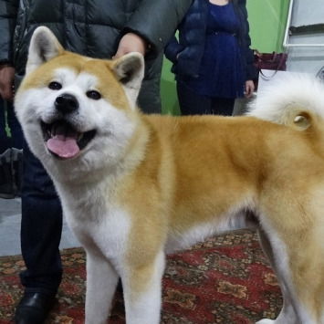 Александр Гоголев