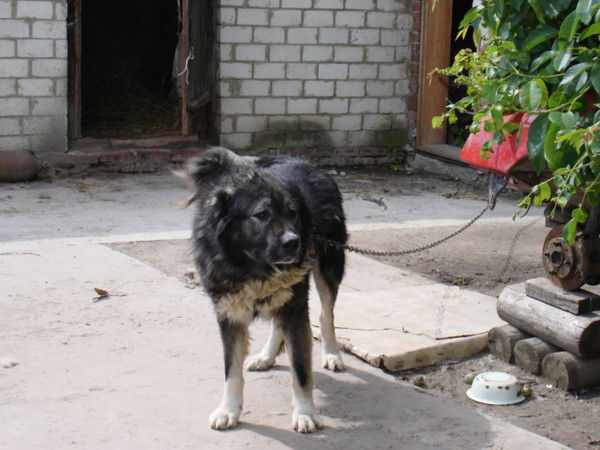 Антон Антонив