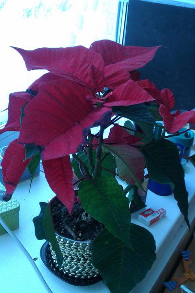 Операторы Балмико