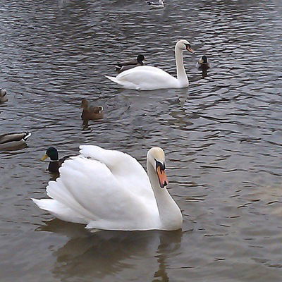 Наталичка Николаевна