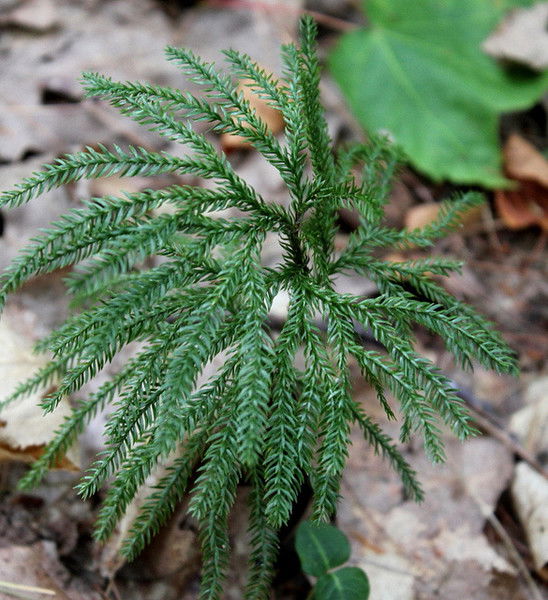 Аккайнар Вет. Пункт