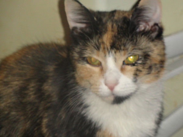 Сергей Мосин