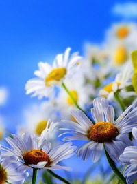 Александра Сатанина