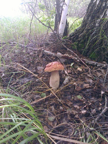 Михаил Алехин