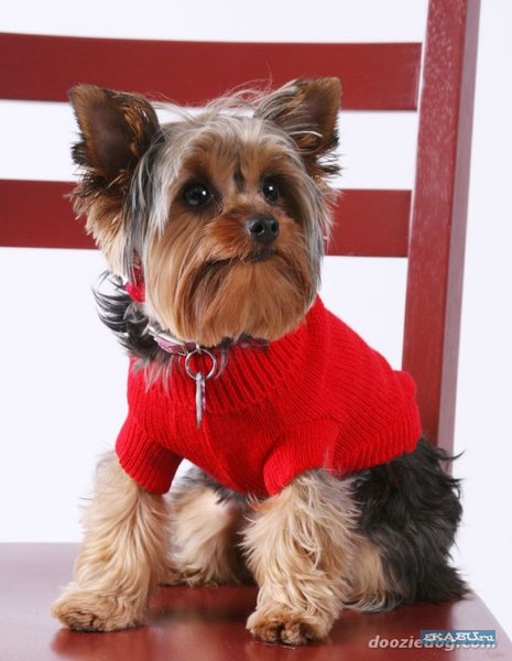 Ксения Карпова